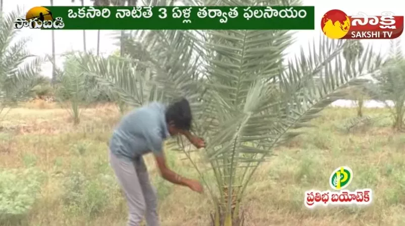 Farmer Success Story Of Date Palm (Kharjura) Farming 