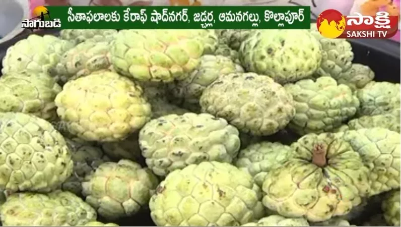 Custard Apple Cultivation In Palamuru District