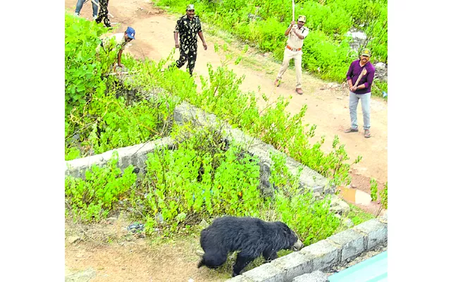Bear Hulchul In Karimnagar District - Sakshi