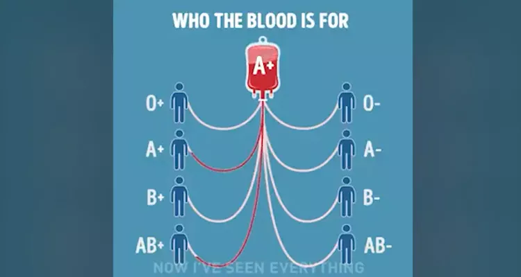 Which Blood Group Is For Whom? 
