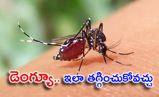 Dengue Fever Symptoms Causes And Treatment - Sakshi