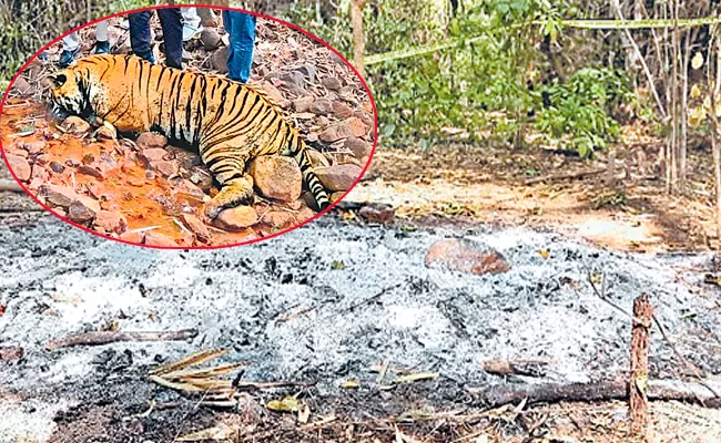 One of the two tigers died an unnatural death - Sakshi
