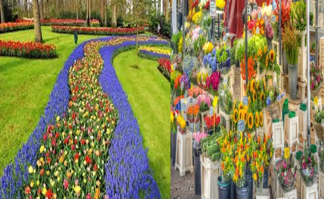 Flower Capital Of The World Town Aalsmeer  - Sakshi