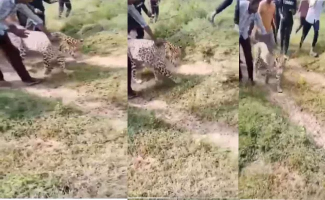 Drunken Cheetah In Bihar Goes Viral - Sakshi