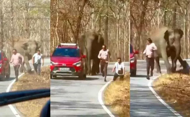 Video: Elephant chases Tourists in Bandipur National Park in Karnataka - Sakshi