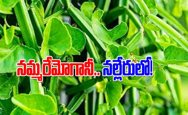 Do you  know the Nalleru nutritional value health benefits - Sakshi