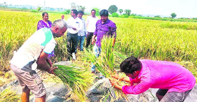 వరి పంటకోత ప్రయోగం నిర్వహిస్తున్న అధికారులు  - Sakshi