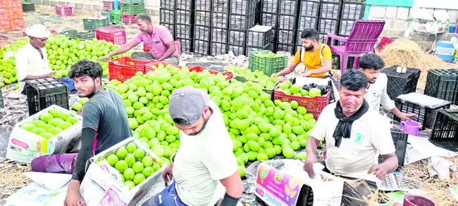 మామిడి మార్కెట్‌లో కాయలను గ్రేడింగ్‌ చేస్తున్న ఉత్తరప్రదేశ్‌ కూలీలు
 - Sakshi