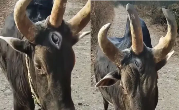 Bull with 3 eyes 3 Horns People Surprise Video Viral