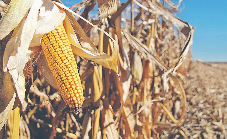 Farmer dies while burning corn farms at Chennaraopet