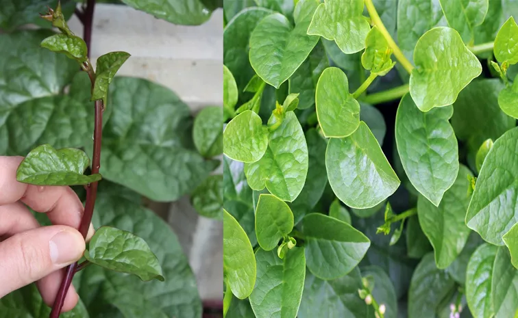 Malabar Spinach check these  amazing Health Benefits