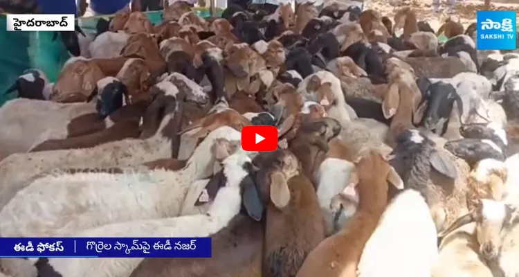  ED Focus On Sheep Distribution Scam Money Laundering 