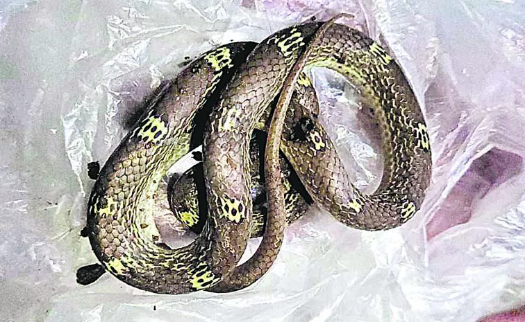 Elderly woman bitten by snake in Warangal district