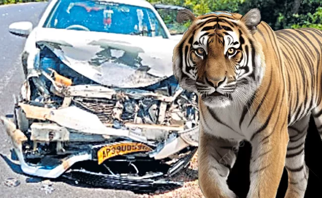 Tiger Succumbs To Injuries After Getting Hit By Car In Nellore district