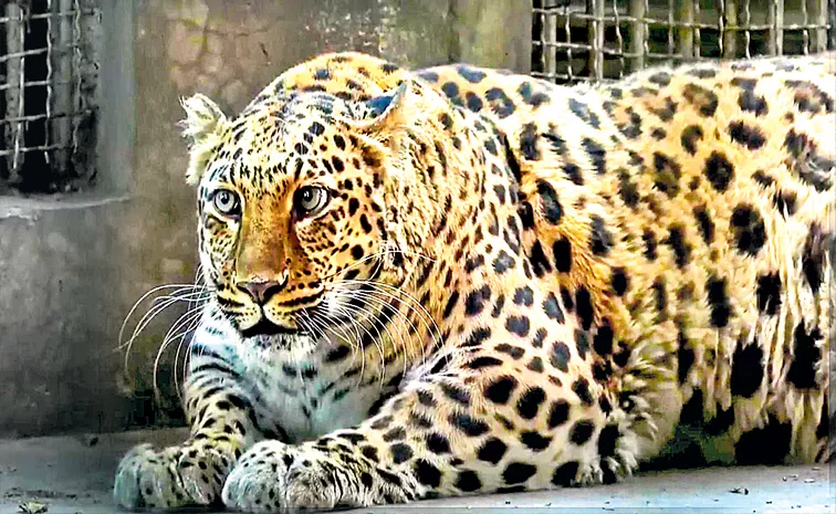 A Fat Leopard In A Zoo In China Has Gone Viral On The Internet