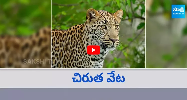 Nandyal People in panic With Tiger Hulchul