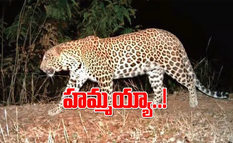 Man Eating Leopard Caught At Andhra Pradesh's Kurnool District