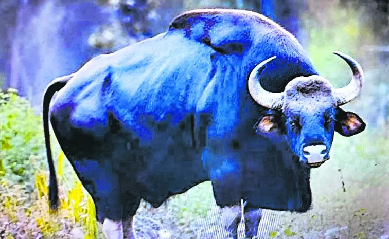 Wild Buffalo in Nalla mala Forest