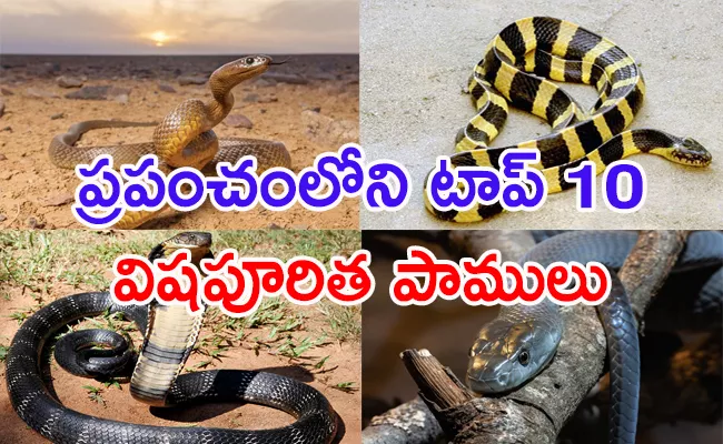 Top 10 Venomous Snakes In The World - Sakshi