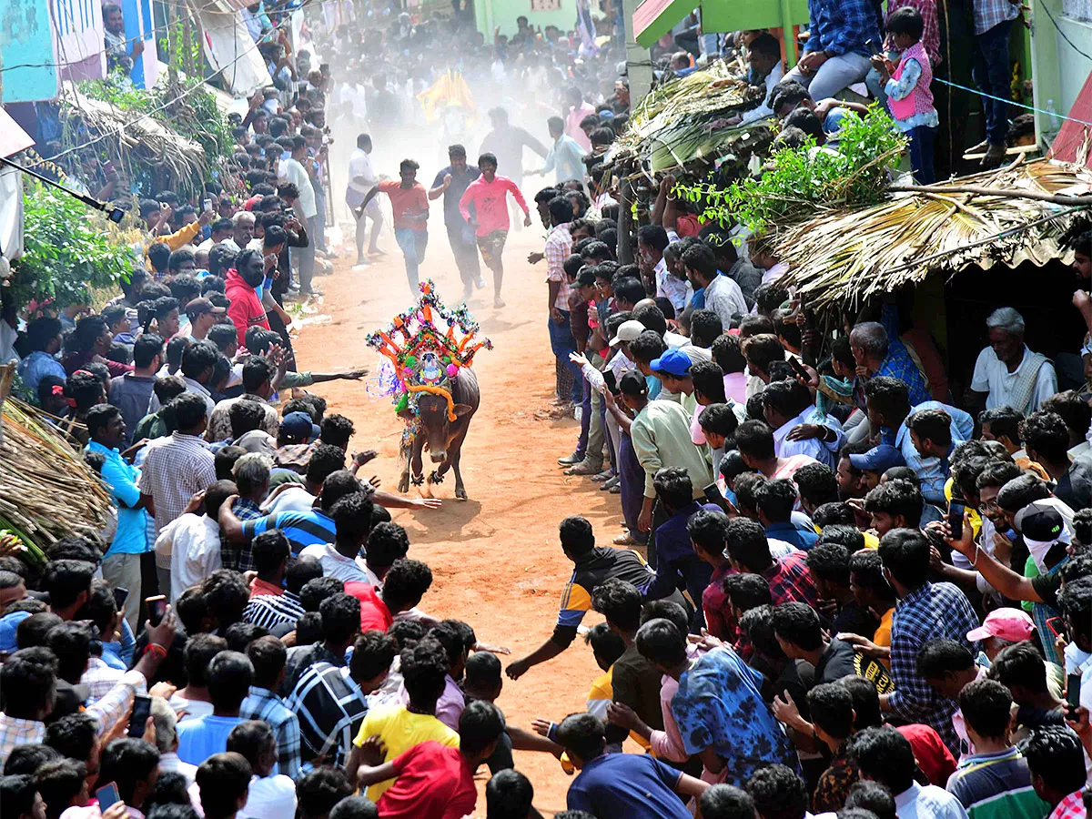 Tirupathi Rangampeta Bull Festival Jallikattu 2024 Photos Gallery Goes Viral - Sakshi